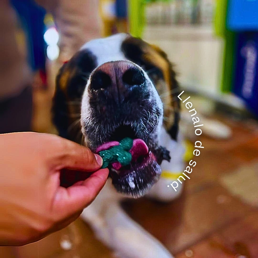 Spirulina-Based Dog Snack